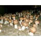 MRL Blazei Agaricus Blazei Brazilský žampion houbová výživa 250g
