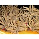 MRL Cordyceps sinensis Housenice čínská houbová výživa 250g