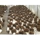 MRL Grifola Frondosa Maitake Trsnatec lupenitý houbová výživa 250g
