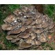 MRL Grifola Frondosa Maitake Trsnatec lupenitý houbová výživa 250g